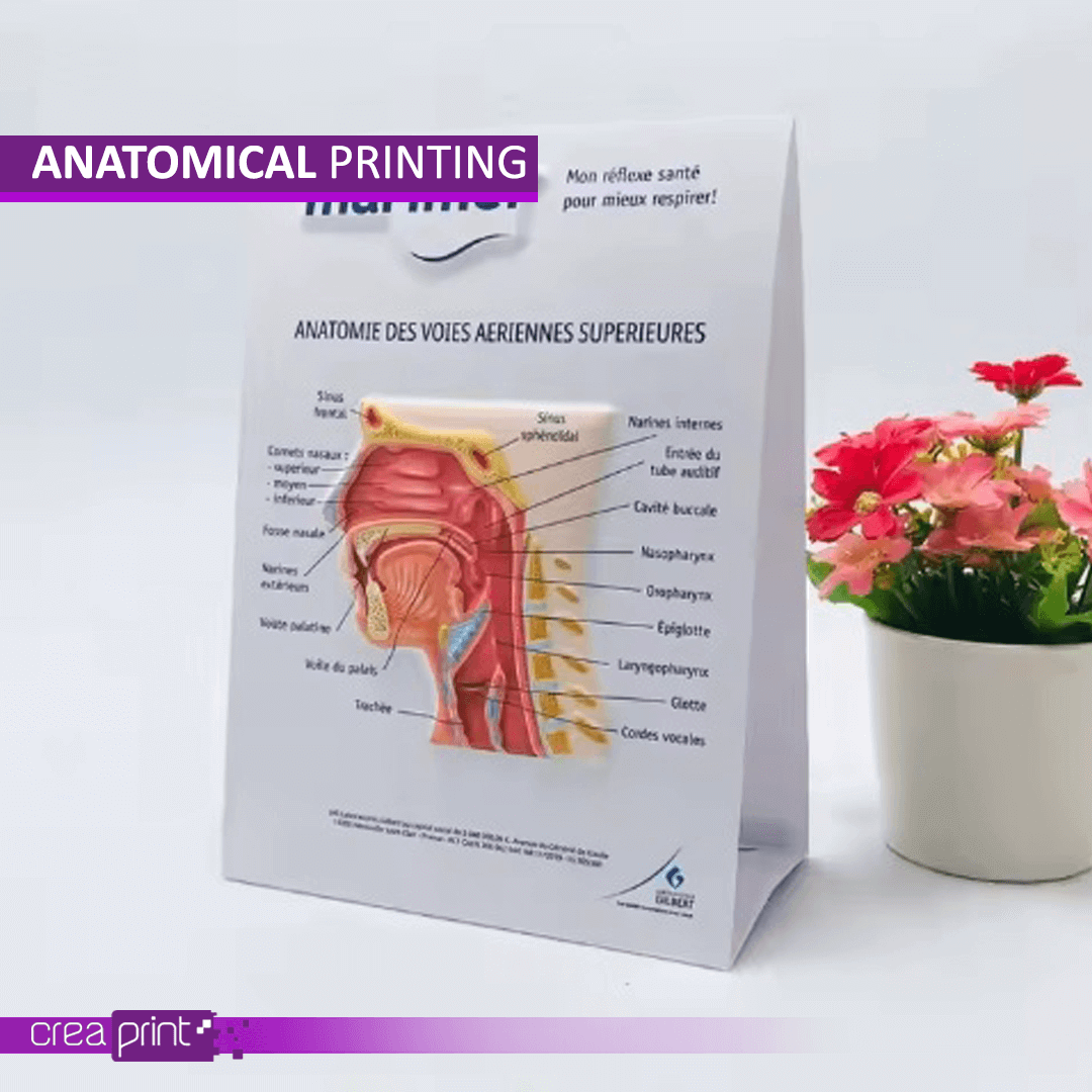 High-quality anatomical printing for educational and medical purposes, created by Creaprint.