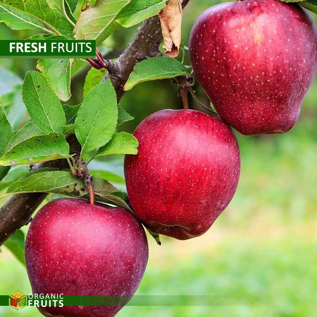 Vibrant, freshly harvested organic apples showcasing their natural shine and quality, sourced from Lebanon.