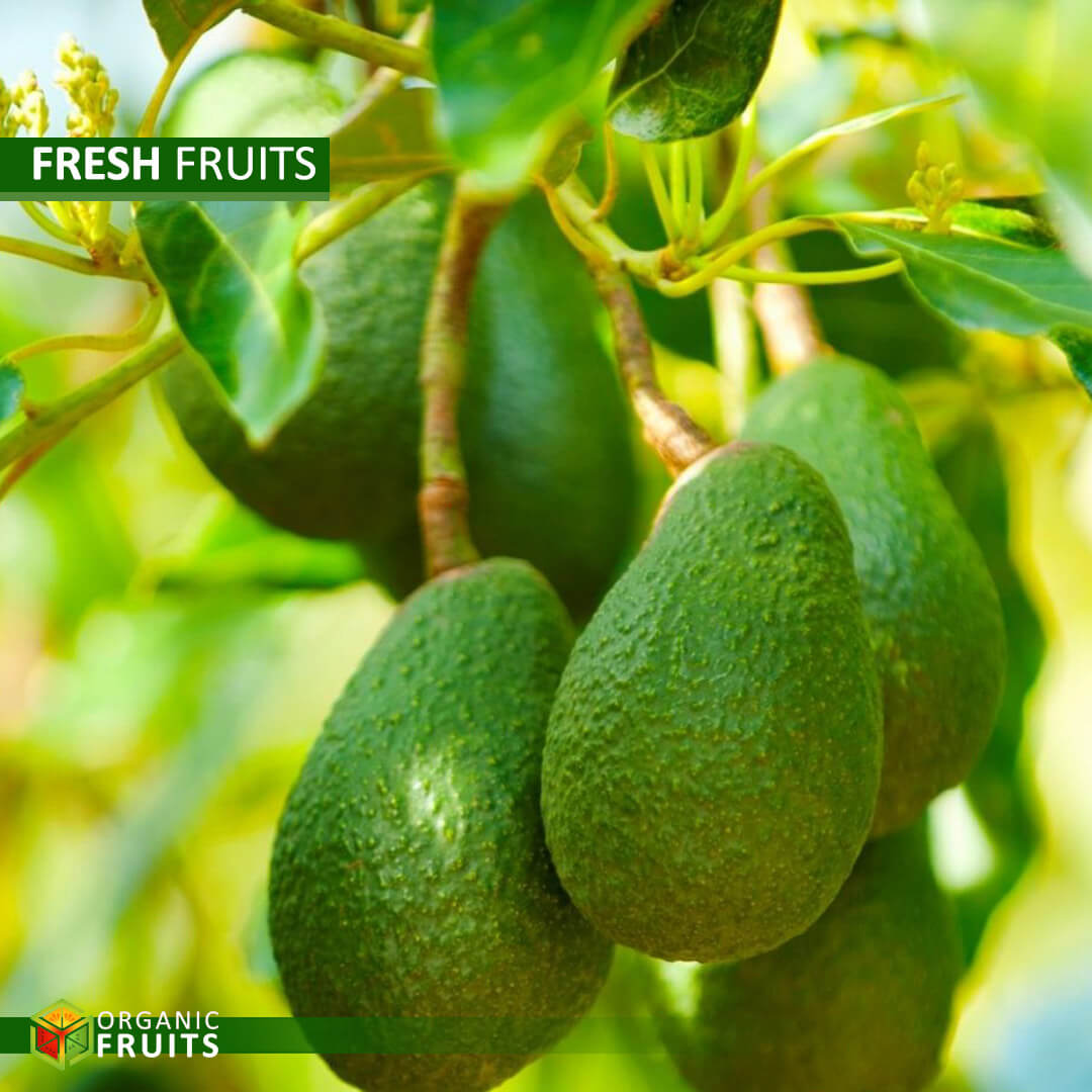 Ripe, green organic avocados displayed on a wooden cutting board, showcasing their creamy texture and vibrant color.