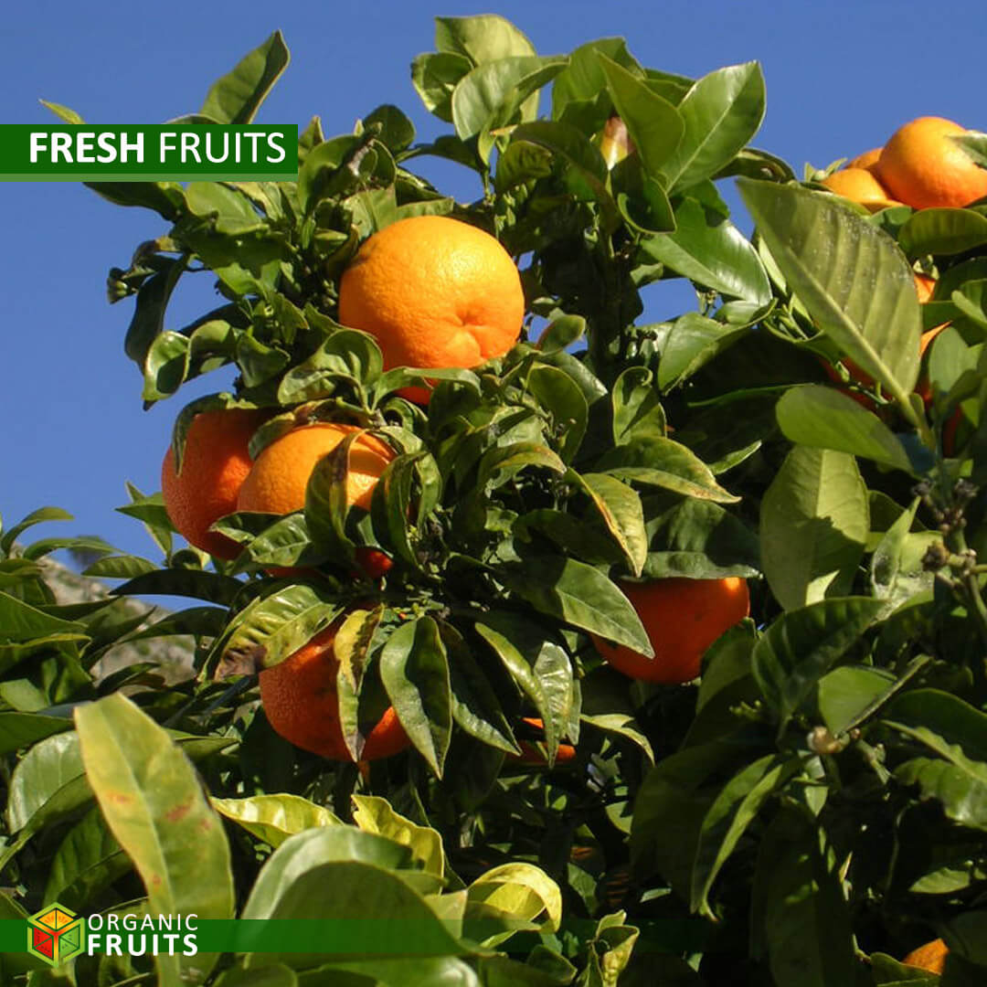 Vibrant, juicy organic oranges ready for wholesale, showcasing their bright color and fresh appeal.