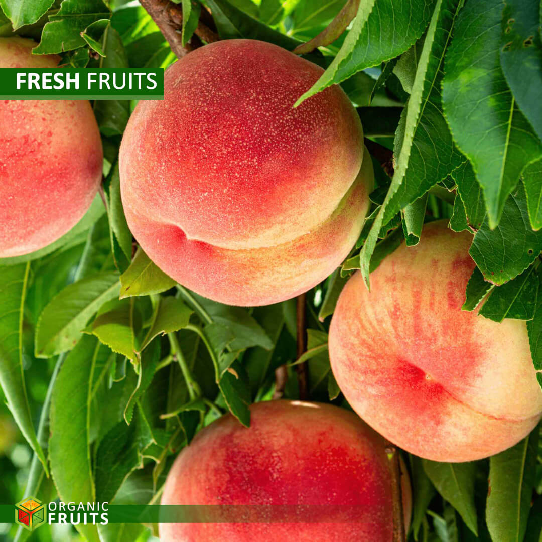 Juicy, ripe organic peaches showcasing their velvety skin and vibrant color, perfect for wholesale distribution.