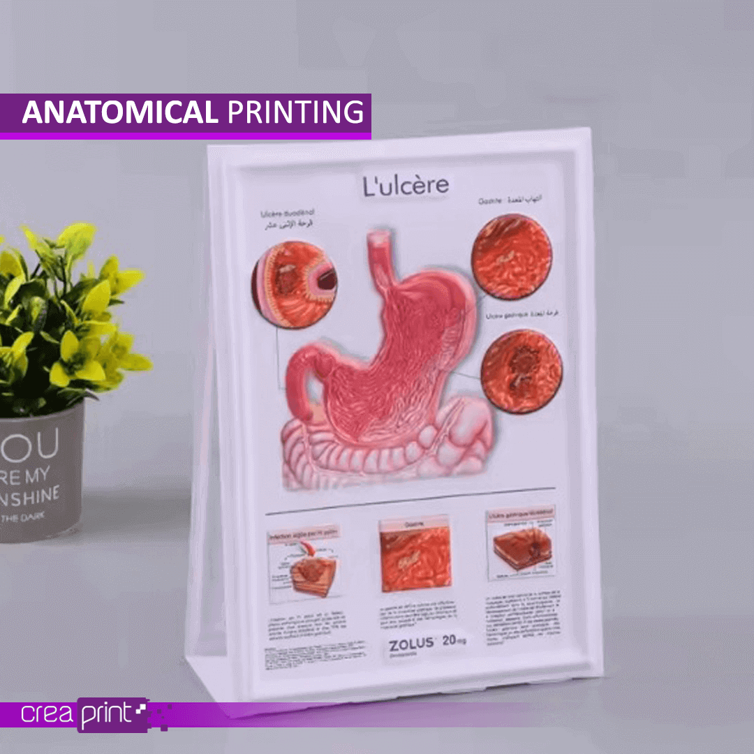Anatomical Printing – Detailed, Full-Color Prints for Medical, Educational, and Professional Use