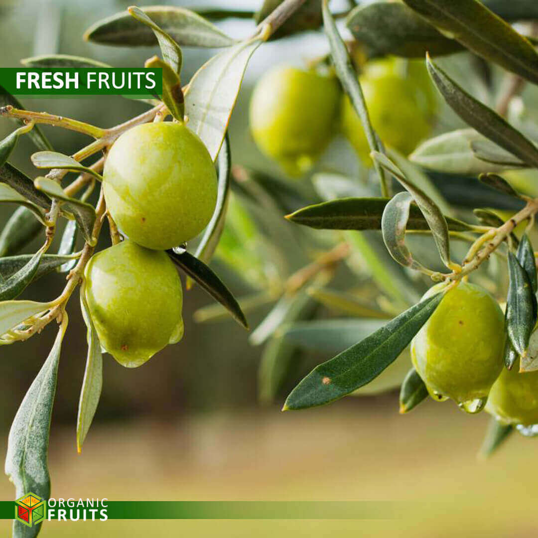 Lebanese Organic Olives – Fresh, Naturally Grown, and Pure