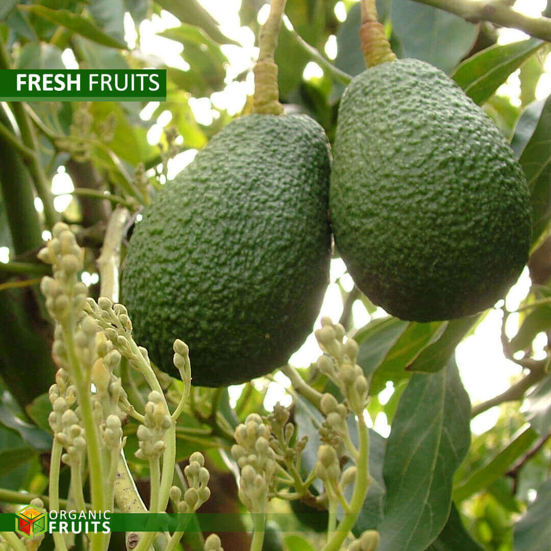 Lebanese Organic Avocados – Creamy, Rich, and Naturally Grown