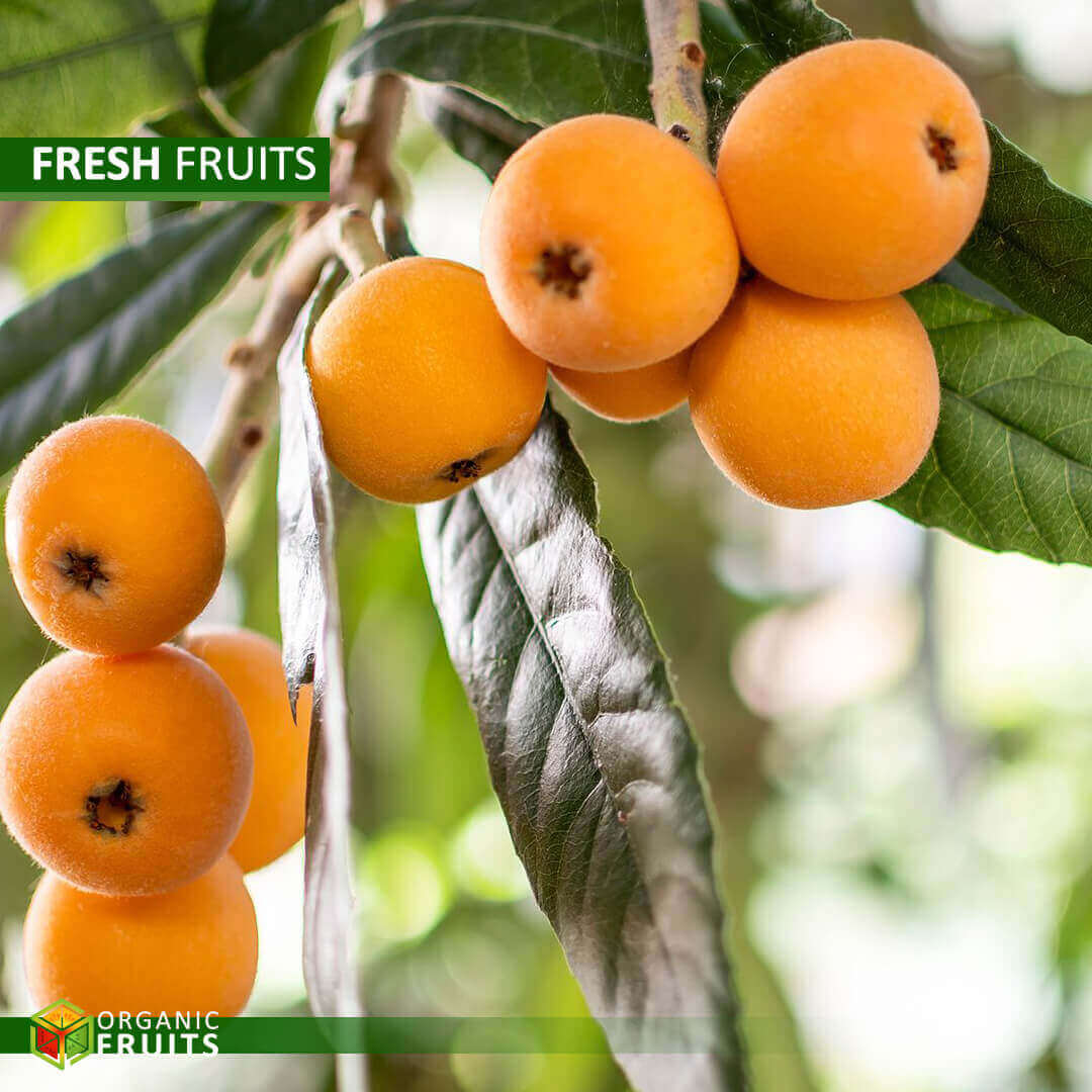 Lebanese Organic Hawthorn – Fresh, Nutrient-Rich, and Naturally Grown