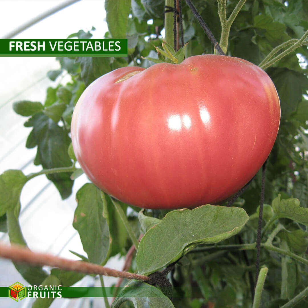 Organic Lebanese Fresh Tomato – Grown Naturally for Freshness