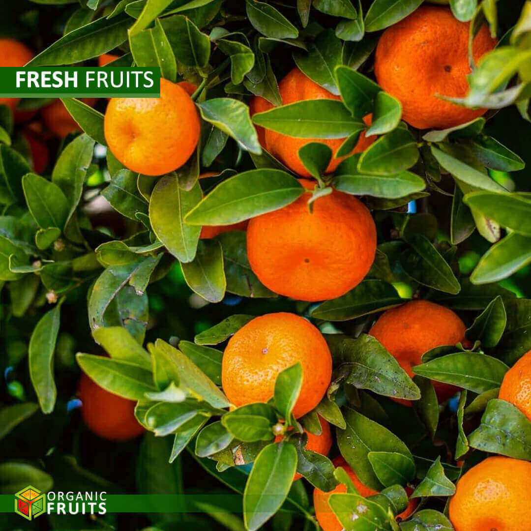 Lebanese Organic Oranges – Pure, Fresh, and Juicy