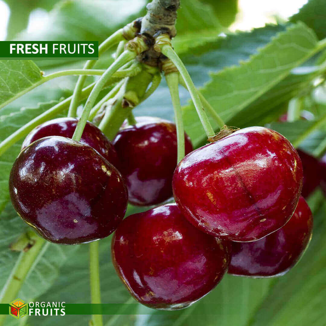 Lebanese Organic Cherries – Sweet, Fresh, and Naturally Grown