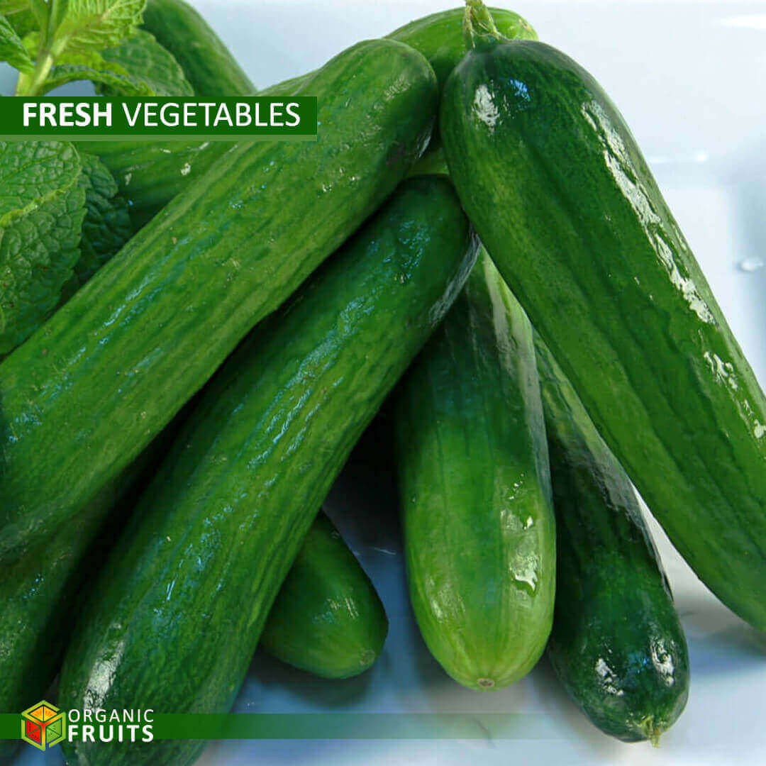 Lebanese Organic Cucumbers – Crisp, Fresh, and Naturally Grown