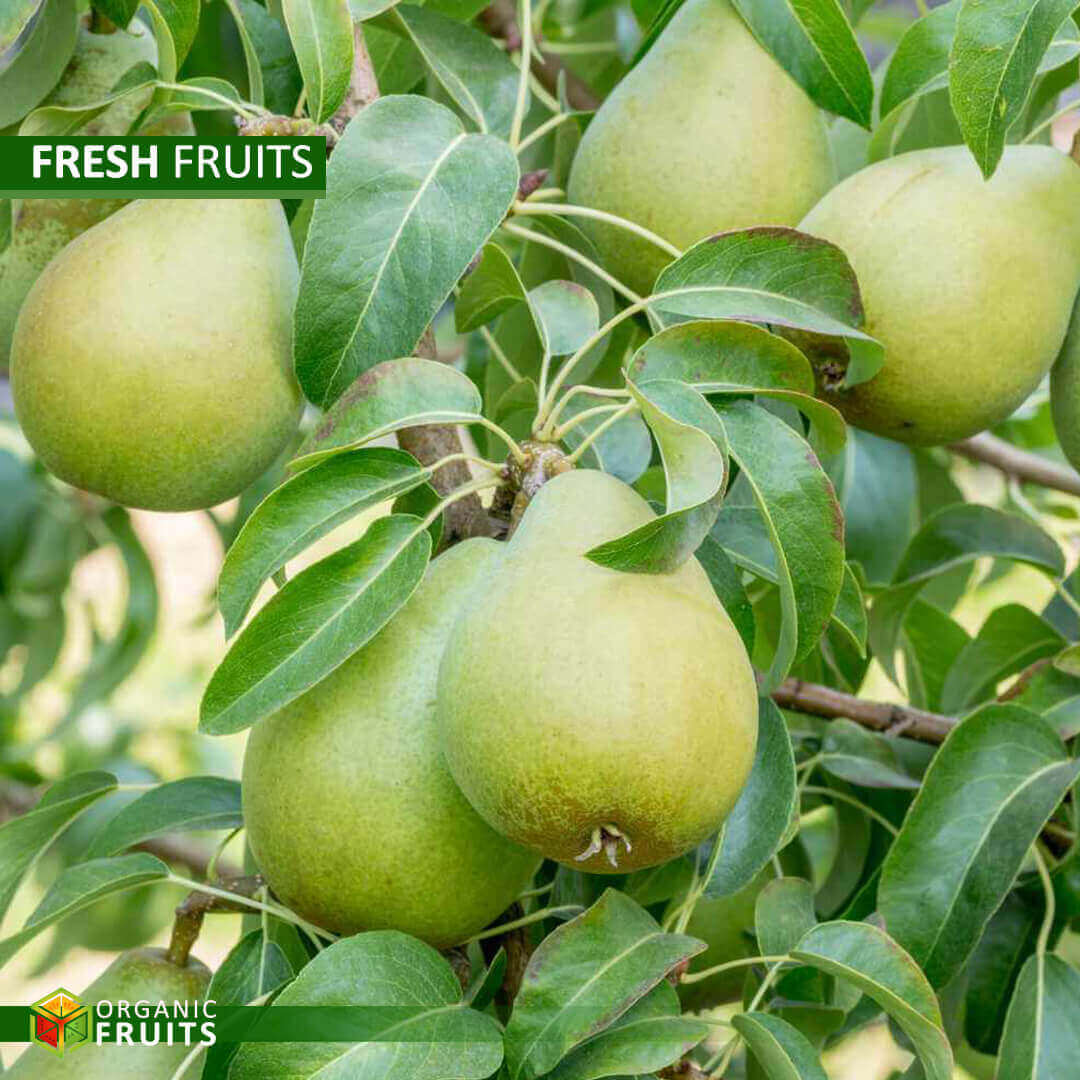 Lebanese Organic Pears – Juicy, Crisp, and Naturally Grown