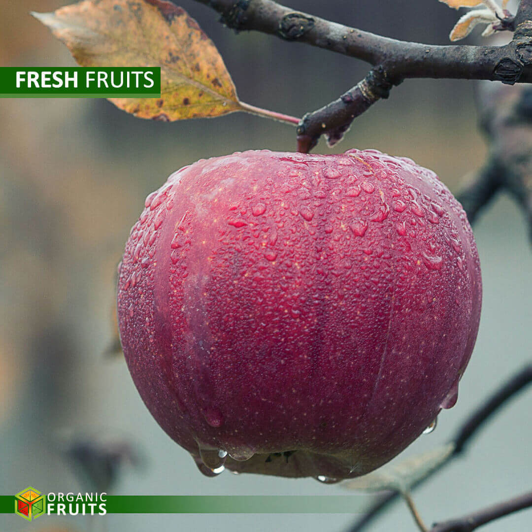 Lebanese Organic Red Apples – Crisp, Sweet, and Naturally Grown