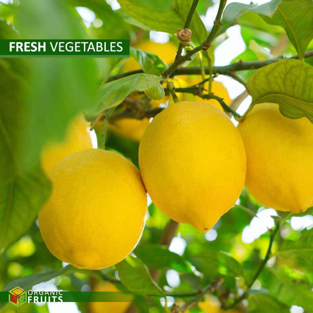 Lebanese Organic Yellow Lemons – Fresh, Zesty, and Naturally Grown