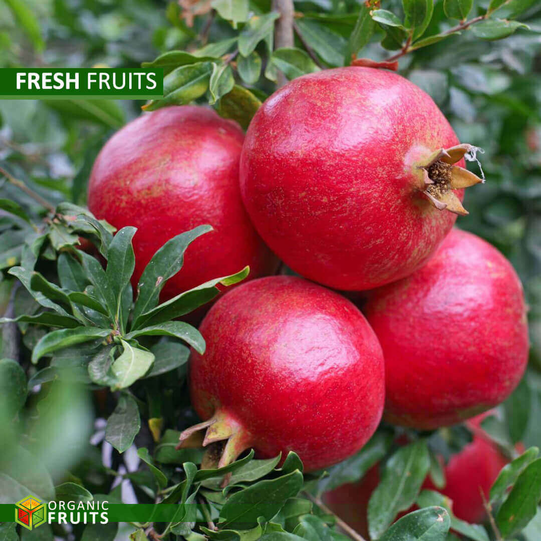 Lebanese Organic Pomegranates – Juicy, Sweet, and Naturally Grown