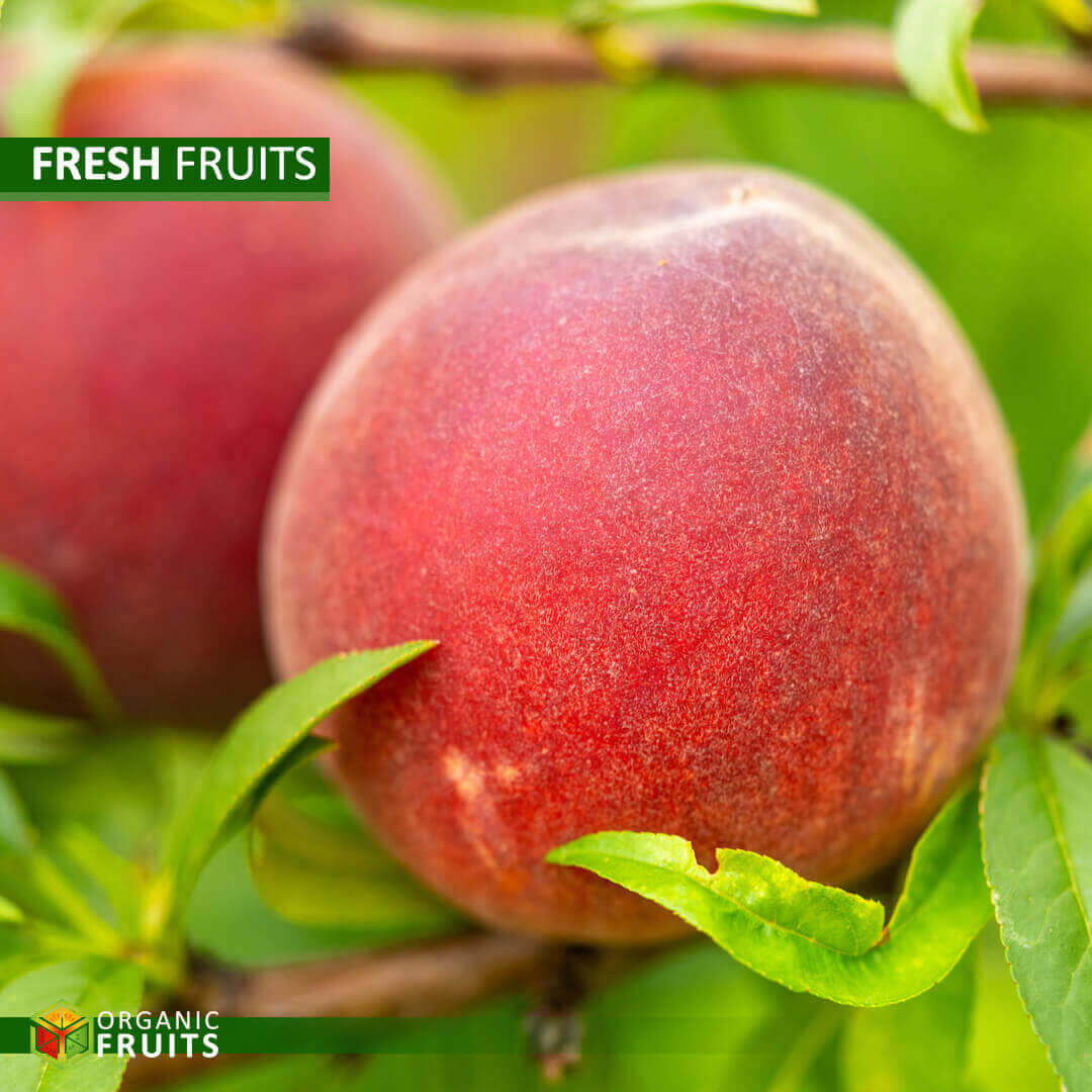 Lebanese Organic Peaches – Fresh, Juicy, and Naturally Grown