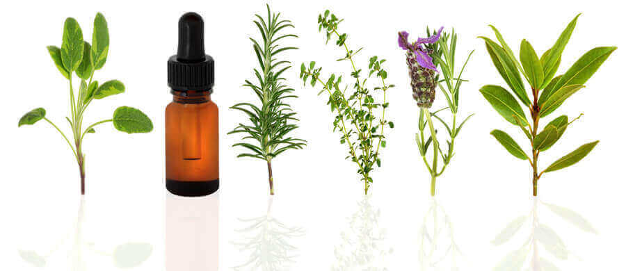 Herbal Extracts – Unlocking the Power of Nature in Every Product