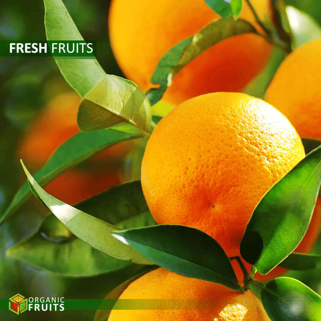 Lebanese Organic Oranges – Fresh, Sweet, and Naturally Grown