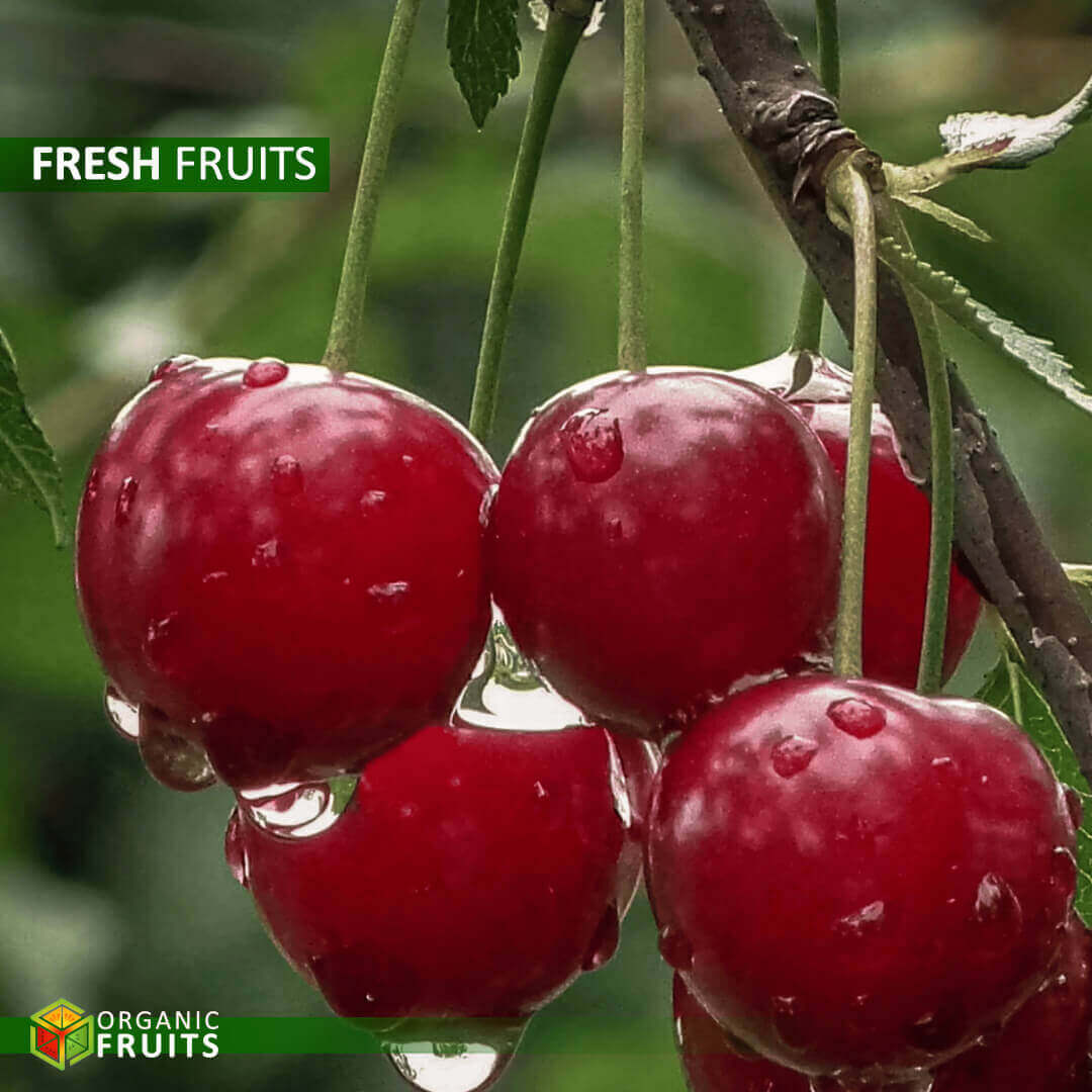 Organic Lebanese Cherries – Fresh, Sweet, and Chemical-Free