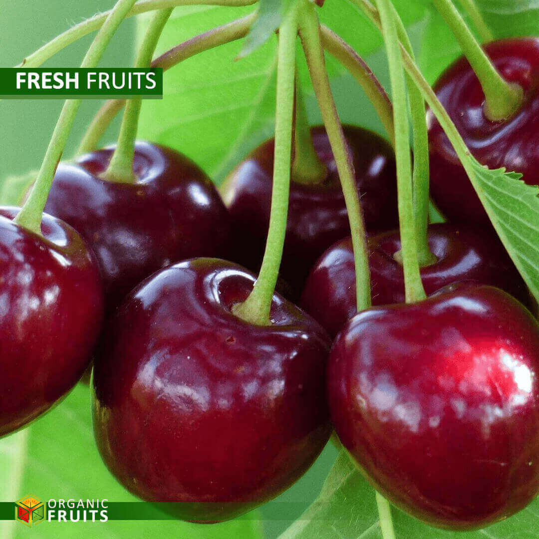 Fresh Lebanese Organic Cherries – Naturally Sweet and Juicy