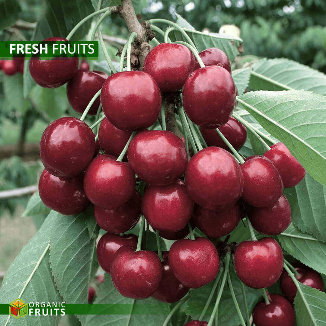Lebanese Organic Cherries – Naturally Grown for Rich, Sweet Flavor