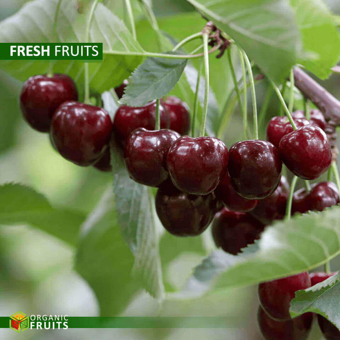 Lebanese Organic Cherries – Grown Naturally for Rich Flavor