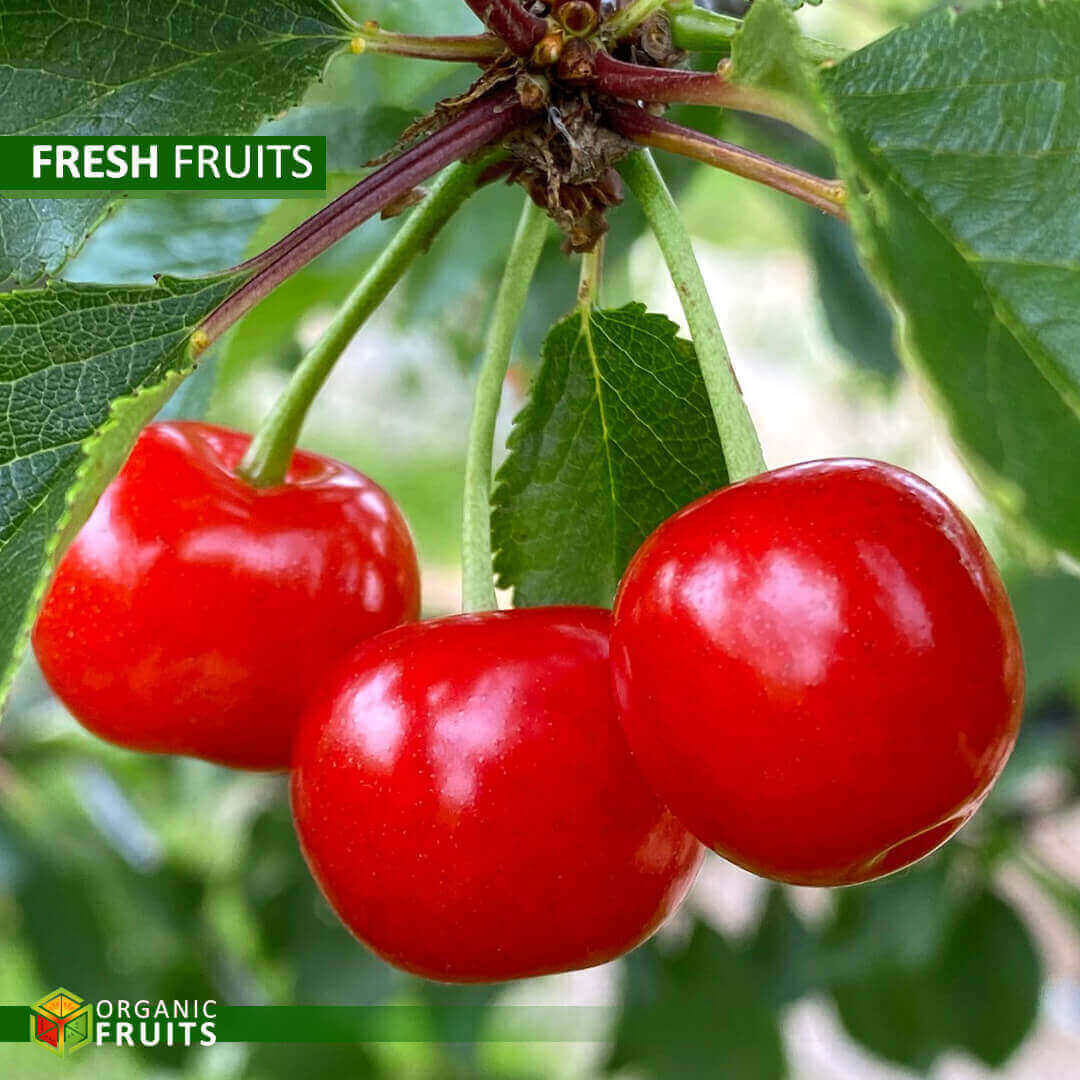 Organic Lebanese Cherries – Fresh, Sweet, and Naturally Grown