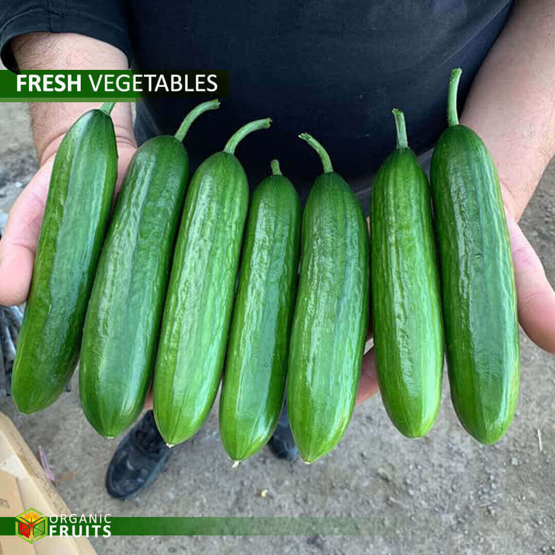 Fresh Lebanese Organic Cucumber – Naturally Grown for Superior Taste