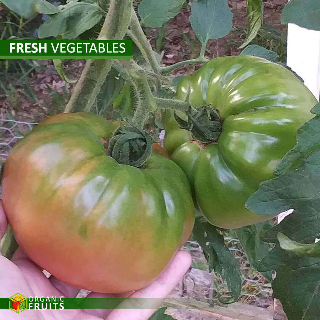 Fresh Lebanese Organic Tomato – Naturally Grown for Maximum Flavor