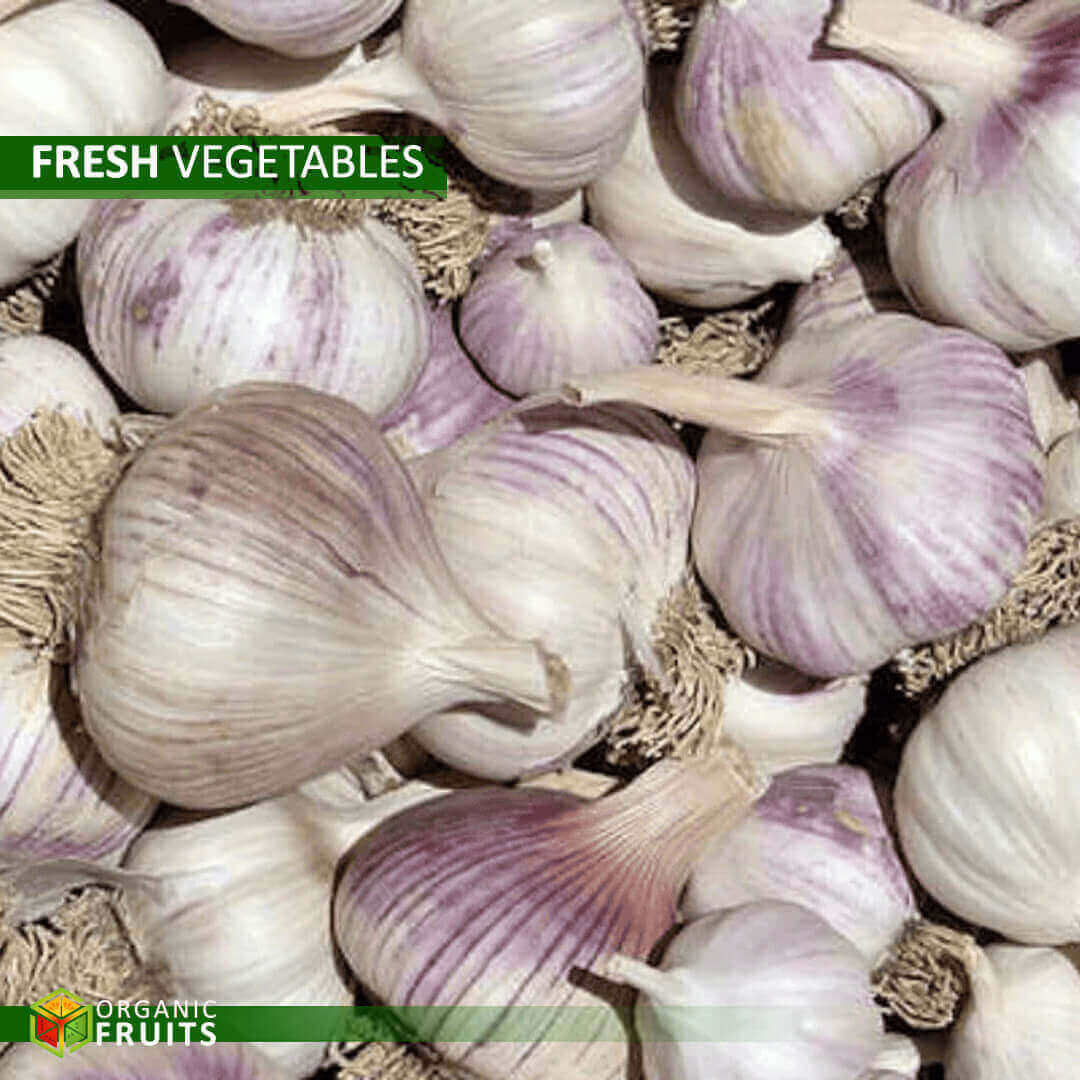 Authentic Lebanese Organic Garlic – Grown for Pure Taste