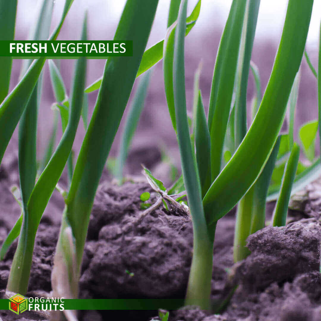 Pure Lebanese Organic Garlic – Naturally Grown for Quality Taste