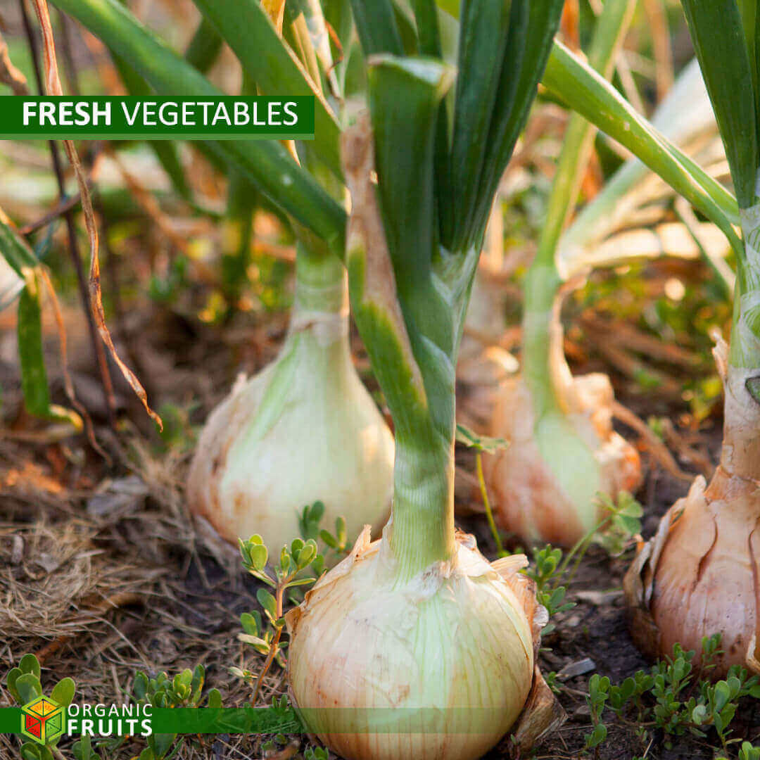 Fresh Lebanese Organic Onions – Naturally Grown for Superior Flavor