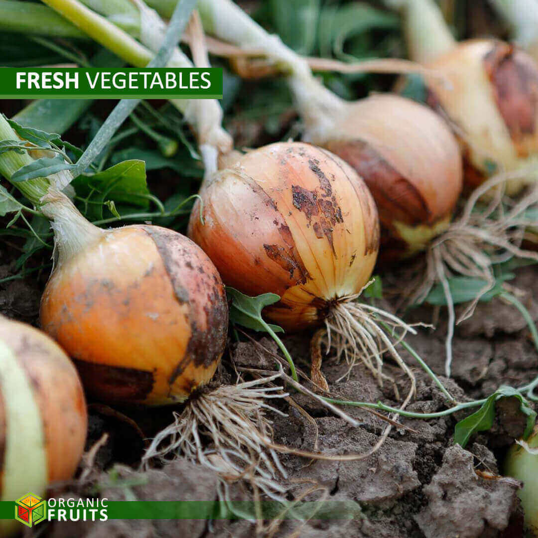 Fresh Lebanese Organic Onions – Naturally Grown and Sweet