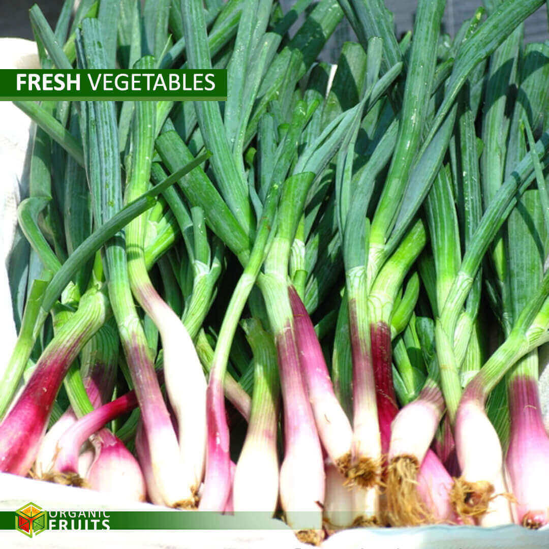 Lebanese Organic Onions – Naturally Grown for Pure Freshness