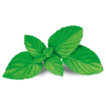 Natural Mint Flavor – Fresh & Cool Mint Essence